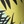 Vibrant yellow