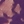 Regal purple