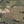 Green camo