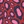 Dark fuschia