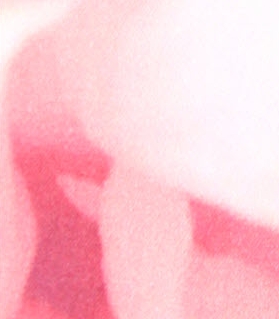 Peony pink