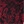 Oxblood