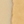 Cream/gold