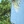 Photo forest