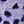 Cheetah island blue