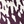 Shadow forest purple