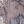 Grey bachus