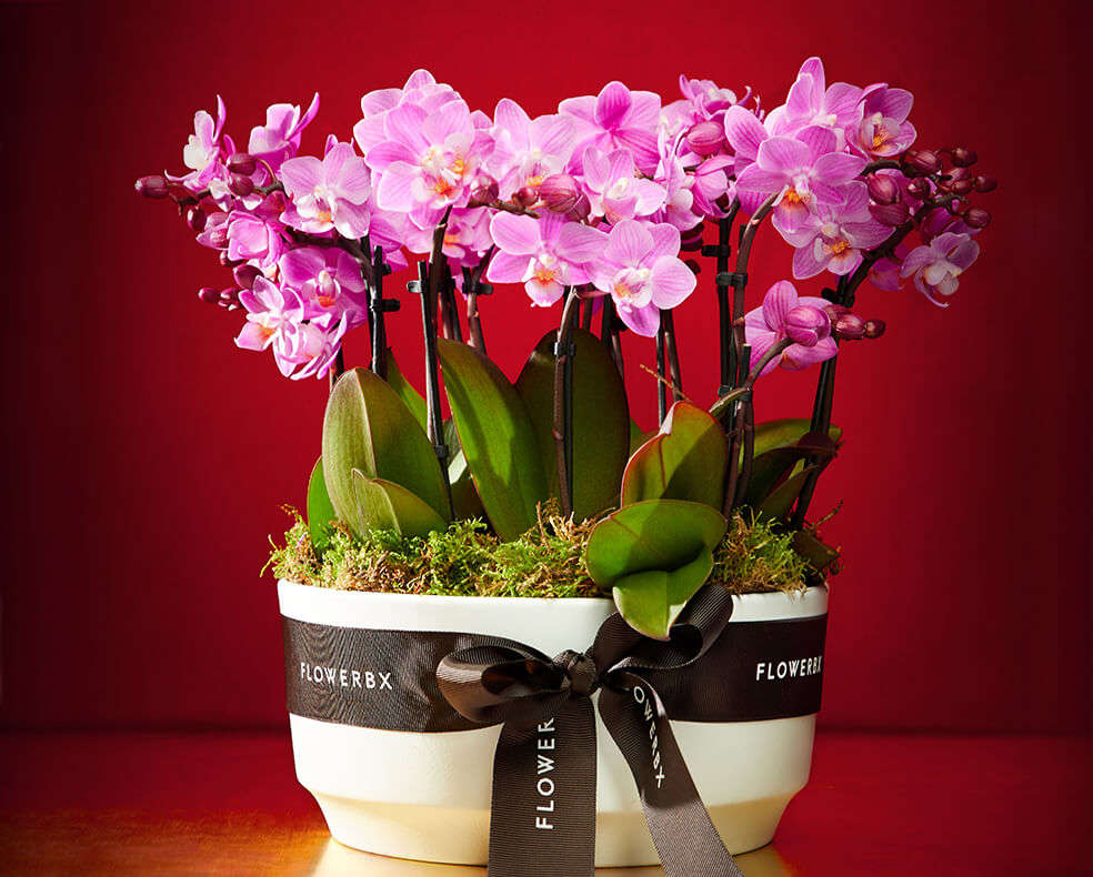 Flowerbx mini orchid planter