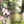 Botanical
