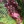 Botanical