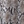Silver snake