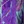 Water garden purple