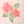 Roses blush