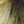 Camoflauge