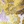 Brocade
