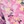 Pink multi
