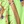 Equestrian lime