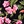Tropical floral