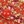 Coral/gold