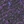 Purple tang
