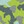 Green army print