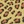 Leopard lime