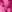 Bright fuchsia