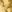 Golden lemon