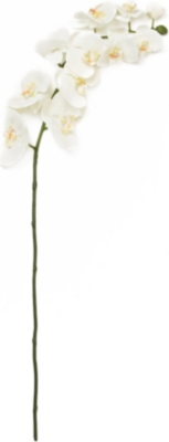 SIA HOME FASHION Orchid Phalenopsis in white