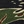 Tiger camo
