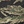 Tiger camo