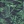 Navy green