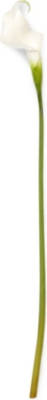 SIA HOME FASHION Calla lily stem 52cm