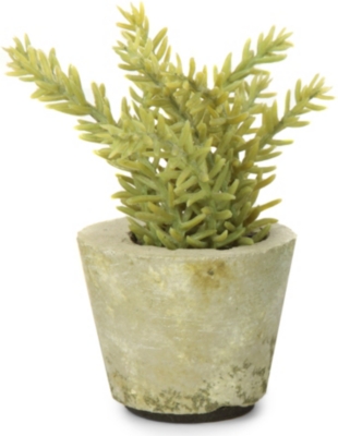 SIA HOME FASHION Sedum potted plant 11cm