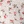 Wht/pink x bge/pink