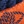Navy/orange