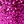 Magenta divine