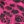 Pink fuchsia/black