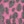 Magenta black