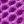 Violet lizard