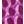 Violet lizard