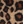 Leopard exclusive