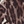 Leopard print
