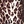 Leopard print