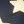 Navy blue, gold