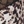Cr8 cheetah roam print