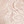 Cameo/bright rose