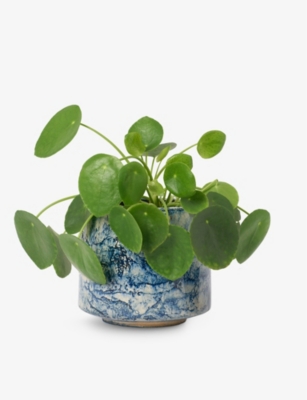 PATCH PLANTS: Penny the Chinese Money Plant in ceramic pot 10-20cm