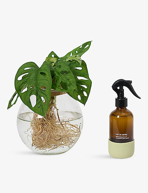 PATCH PLANTS: Wallace the monstera plant in glass jar with misting bottle 30-40cm
