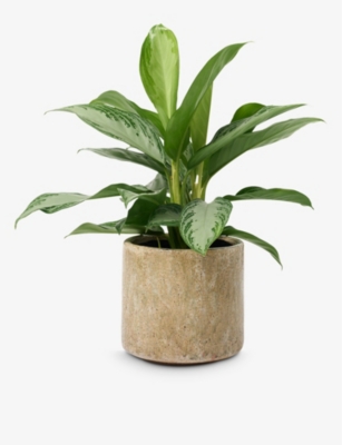 PATCH PLANTS: Anna the aglaonema ‘Silver Bay’ plant in stone pot 50-60cm